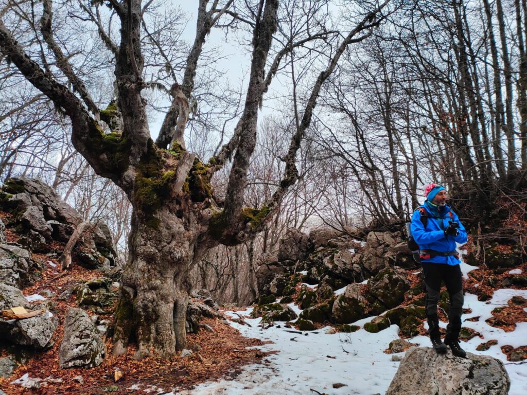 Bosco dei Giganti