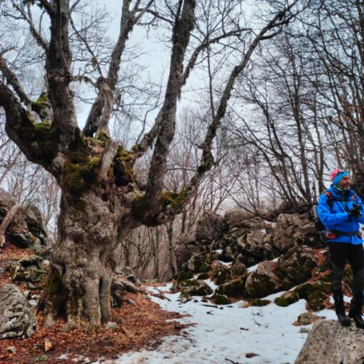 Bosco dei Giganti