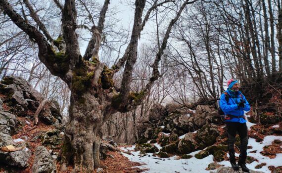 Bosco dei Giganti